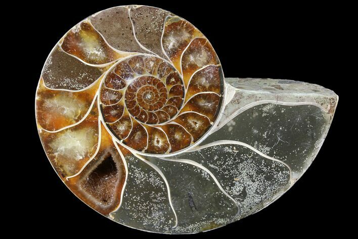 Thick Ammonite (Anapuzosia) Fossil Half #88042